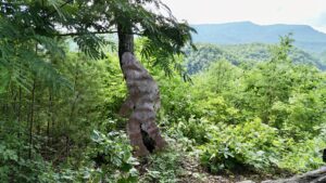 Look closely and you my even find big foot!